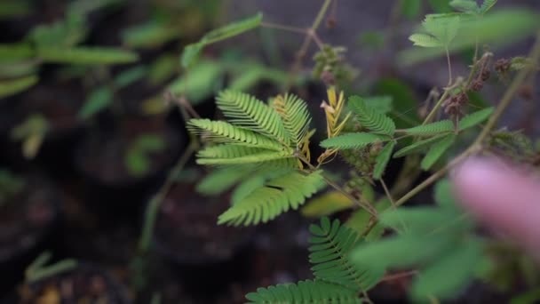 Pendekatan Jari Wanita Menyentuh Daun Mimosa Kecil Selebaran Terlipat Saat — Stok Video