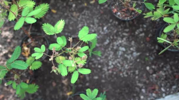 Pendekatan Jari Wanita Menyentuh Daun Mimosa Kecil Selebaran Terlipat Saat — Stok Video
