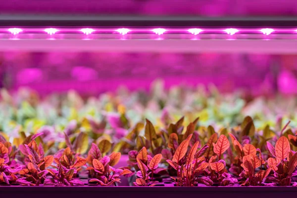 Seedlings of chard growing in hothouse under purple LED light. Hydroponics indoor vegetable plant factory. Greenhouse with agricultural cultures and led lighting equipment. Green salad farm concept.