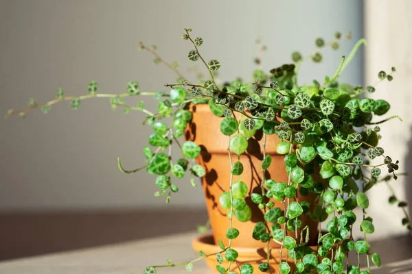 stock image Closeup of Peperomia Prostrata string of turtles houseplant in terracotta flower pot at home over grey wall. Trendy unpretentious plant, hobby concept. Selective soft focus