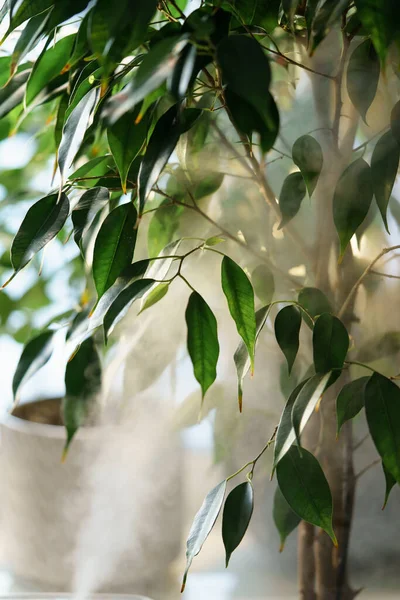 Houseplant Ficus Benjamina Árvore Perto Umidificador Liberando Gotas Água Miniatura — Fotografia de Stock