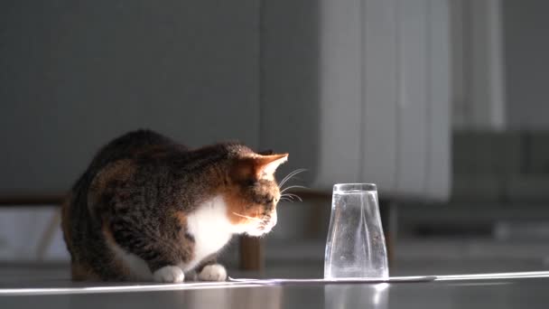 ガラスの下で蜂と遊ぶ好奇心旺盛な国内猫 ワスプを追いかける子猫 家で虫と遊ぶ子猫 猫が遊ぶための面白い屋内ゲーム — ストック動画