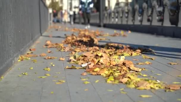 Yellowed Autumn Leaves Trees Fallen Pavement Covered Tiles Sunny Windy — Stock Video