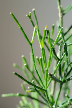 Macro shot of decorative succulent Hatiora salicornioides at home. Sunlight. Dancing Bones Cactus an ornamental, shrubby cactus plant that has long and many branched stems.  clipart