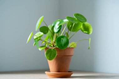 Pilea peperomioides 'in, evdeki gri duvarın üzerindeki beyaz masada bulunan saksıdaki ev bitkisinin yakın çekimi. Güneş ışığı. Çin para fabrikası. Bahçecilik, hobi konsepti.