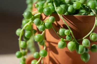 Senecio Rowleyanus 'un yaprakları terracotta saksısında, güneş ışığında. İnciler dizisi. Afrika 'da çok çeşitli lezzetler var. Aşk bitkileri. 