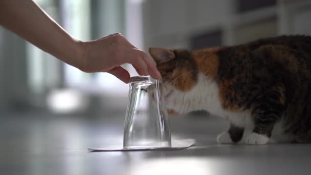 Sällskapsdjur Ägare Visar Fångade Eller Geting Täckt Med Glas Till — Stockvideo