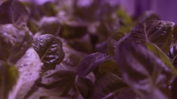 재배로 로마네 상추를 클로즈업한 마이크 녹색의 조명을 수직의 정원에서 자란다 — 비디오