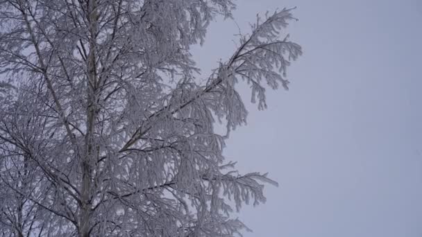 Árbol Delgado Alto Cubierto Nieve Blanca Contra Cielo Día Gris — Vídeos de Stock