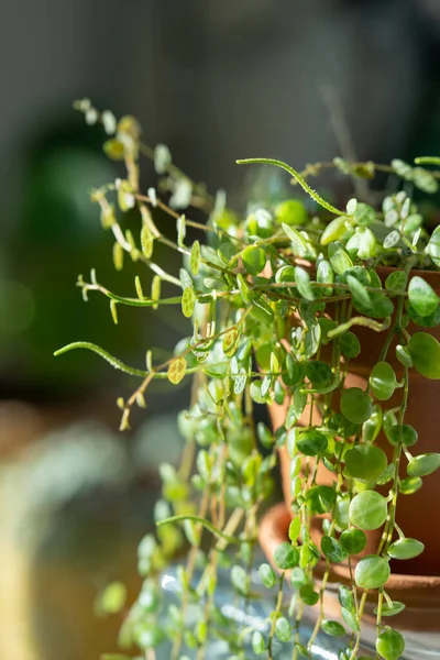 stock image Closeup of Peperomia Prostrata string of turtles houseplant in terracotta flower pot at home. Trendy unpretentious plant concept. Selective soft focus, shallow depth of field