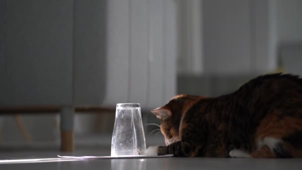 好奇的家猫在玻璃下与蜜蜂玩耍 小猫喜欢追逐黄蜂 小猫在家里与昆虫玩耍 供猫玩的有趣的室内游戏 — 图库视频影像