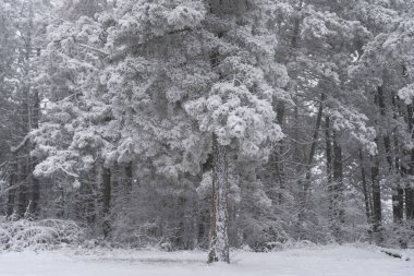 Closeup of pine trees in mountains covered with fresh snow and hoarfrost. Frozen winter forest in the fog. Central Europe Alps clipart