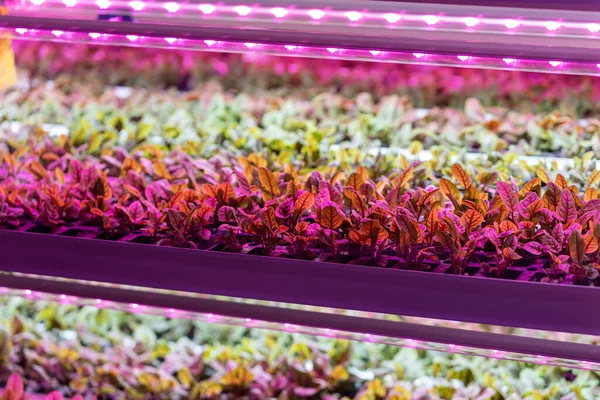 stock image Future of Hydroponics. Beet microgreens growing hydroponically inside of vertical grow rack under full spectrum grow light, production of crops indoors in multi-stacked layers with LED lighting