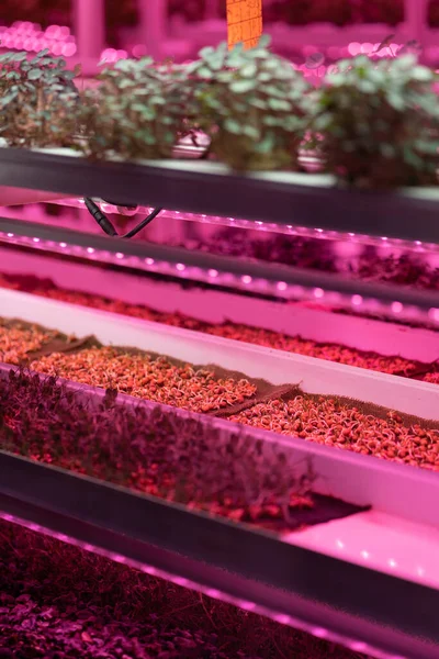Full spectrum LED grow lights for Nasturtium. Young salad grow in vertical farm under ultraviolet UV plant lights for cultivation indoors. Hydroponics and modern methods of growing microgreens