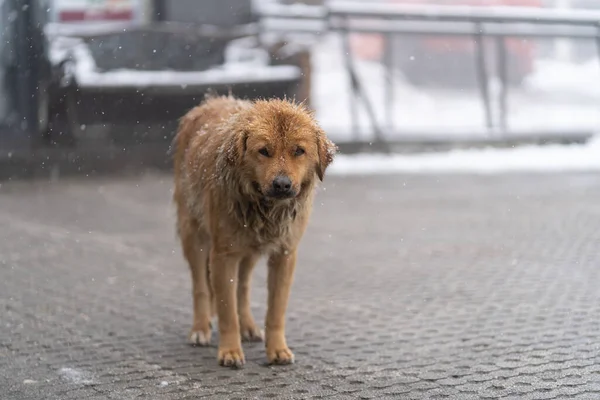 Lonely sad dog walks along uninhabited city streets covered with paving stones during snowfall and cold wind. Freezing brown pooch suffering from frost and needs help people looking at camera