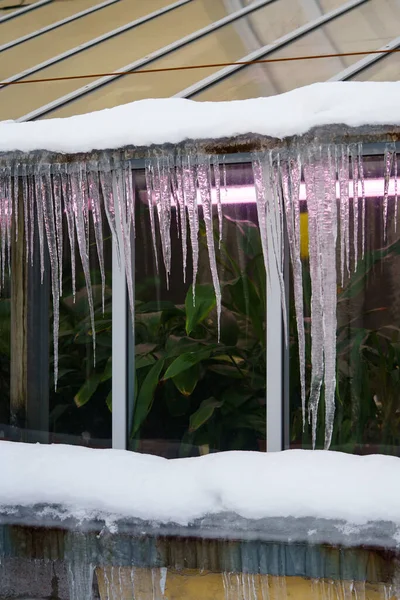 Melted snow on old greenhouse roof with hanging icicles formed during freeze and thaw cycles. Glasshouse building with dangerous ice formation on rooftop. Change of seasons from winter to spring