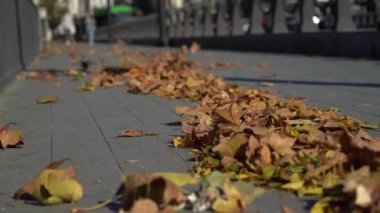 Şehirde sonbahar. Açık havada, hava sarısı yapraklarla uçmak güneşli bir günde beton kaldırımda uzanan parlak renkli yaprakları havaya uçurmak. Mevsimler doğa konseptinde