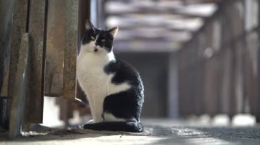 Sakin siyah beyaz kedi, kış günü güneşin tadını çıkarıyor, kameraya bakıyor.. 