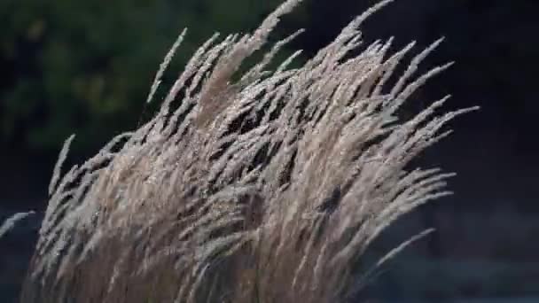 Parkta Büyüyen Bulanık Ağaçların Arka Planında Dekoratif Altın Kamış Dalları — Stok video