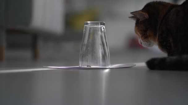 Försiktig Katt Vidrör Glas Med Geting Med Tassen Sitter Golvet — Stockvideo