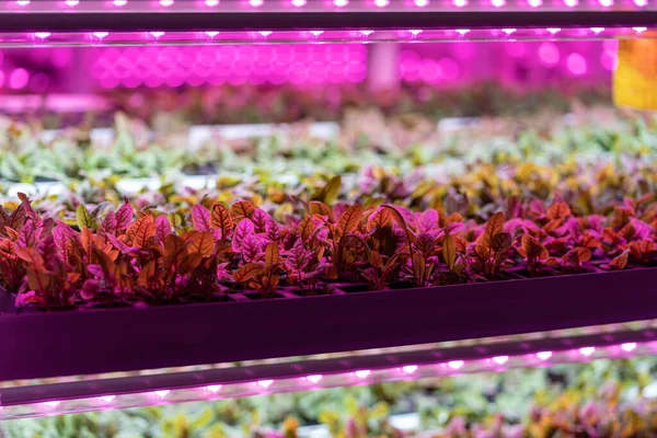 Seedlings of chard growing in hothouse under purple LED light. Hydroponics indoor vegetable plant factory. Greenhouse with agricultural cultures and led lighting equipment. Green salad farm concept.