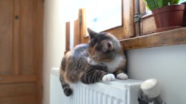 Carefree cat relaxing on cozy battery indoors. Heating season is time for warm radiator on which pet lies. Cute kitten licks wool, lying on hot radiator in apartment. Comfort in cold weather outdoors.