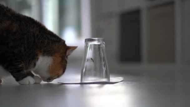 Curious Cat Watches Movement Fly Inverted Glassful Home Floor Fluffy — Stockvideo