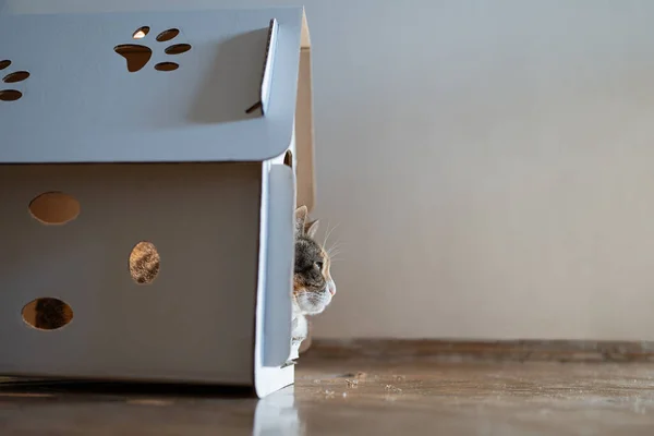 Cat Resting Cardboard Box House Games Recreation Zero Waste Animals — Stok fotoğraf