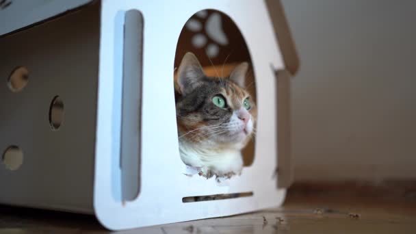 Γάτα Που Βρίσκεται Χάρτινο Κουτί Σπίτι Για Παιχνίδια Και Αναψυχή — Αρχείο Βίντεο