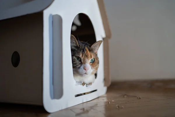 Cat Lying Cardboard Box House Games Recreation Zero Waste Animals — Stock fotografie