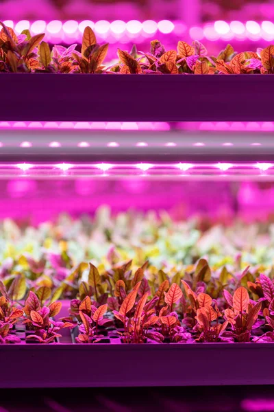 Plántulas Acelga Creciendo Invernadero Bajo Luz Led Púrpura Hydroponics Fábrica — Foto de Stock