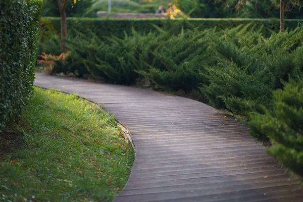 Deserted Summer Park Trimmed Thuja Bushes Wooden Path Walking Morning — Stock Photo, Image