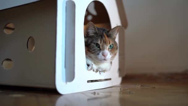 Kot Leżący Kartonowym Domku Gry Rekreacji Zero Odpadów Dla Zwierząt — Wideo stockowe