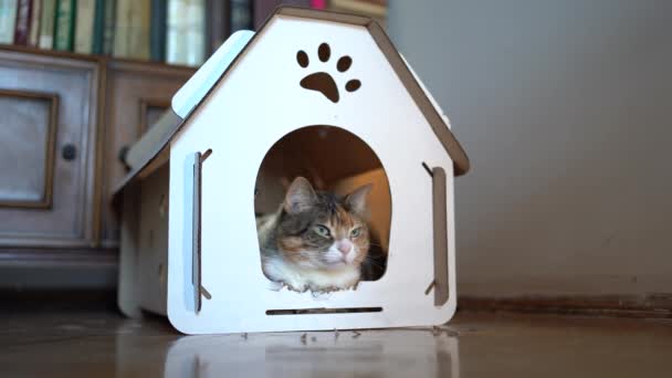 Cat Lying Cardboard Box House Games Recreation Zero Waste Animals — 비디오