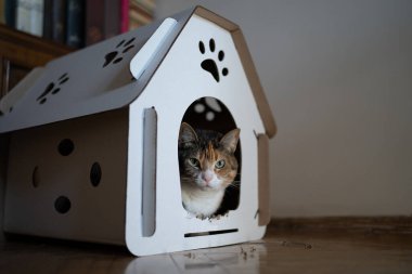 Kedi oyun ve eğlence için karton evde yatıyor. Hayvanlar için sıfır atık. Çevre dostu, kemirgenler ve sivri dişlerden oluşan çevre dostu bir hayvan evi..