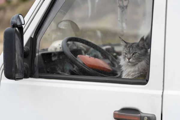 Domestic cat sitting in car behind wheel and looking out window, kitty on driver seat waiting for owner. Safe travel for pets, animal transportation vehicles concept