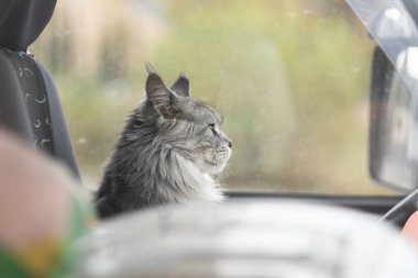 Traveling with pets. Cute grey cat sitting inside car on drivers seat behind wheel, side view. Pet travel insurance, leaving pets alone locked in vehicle