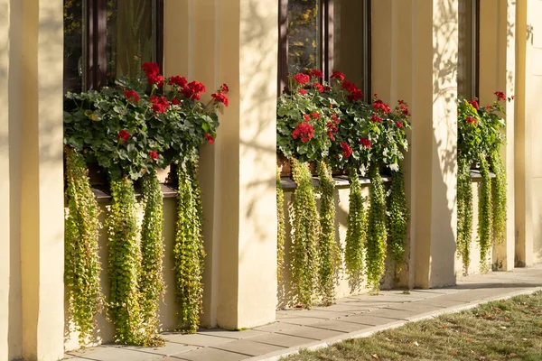 Einjährige Üppig Blühende Pflanzen Auf Fensterbänken Freien Für Gute Laune — Stockfoto