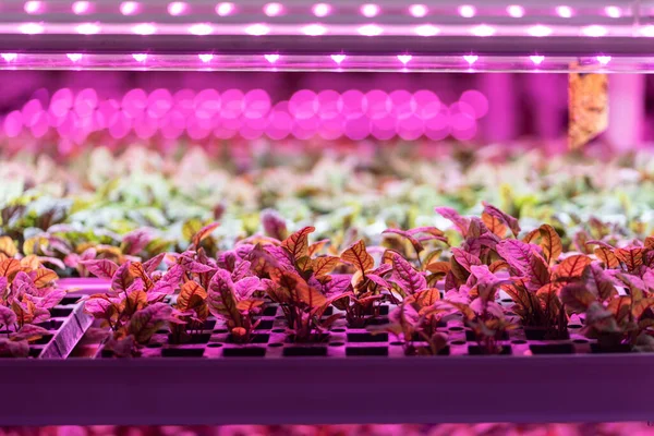 Plántulas Acelga Creciendo Invernadero Bajo Luz Led Púrpura Hydroponics Fábrica —  Fotos de Stock