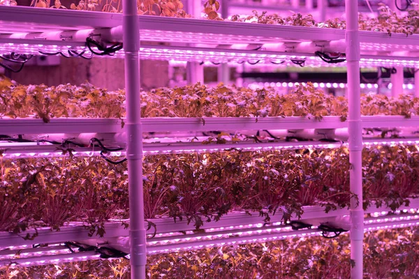 Close Hydroponically Grown Mizuna Lettuce Microgreen Sprouts Growing Vertical Vegetable —  Fotos de Stock