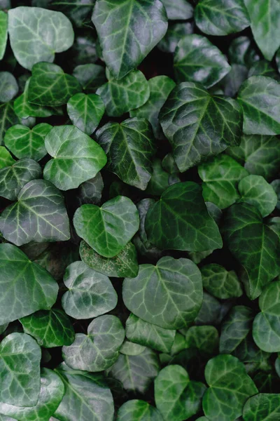 Achtergrond Vol Met Vegetatie Donkergroene Kleur Groene Muur Van Verschillende — Stockfoto