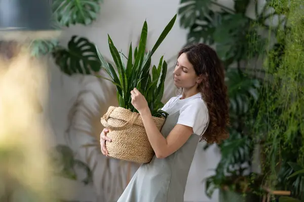 Plant Care Woman Florist Taking Care Snake Plant Home Garden — Stock Photo, Image
