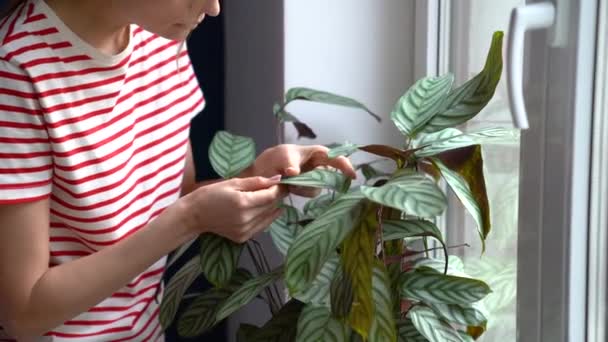 Kvinna Undersöker Tillståndet Växt För Sjukdomar Hemma Lämnar Gröna Växter — Stockvideo