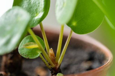 Terracotta pot 'ta Pilea peperomioides' e yakın çekim. Çin para fabrikası. Ev bahçesi konsepti