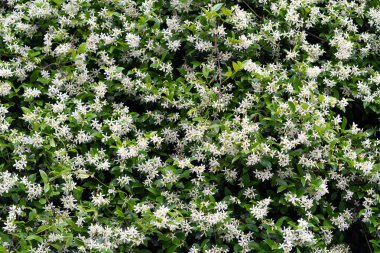 Bushes of blooming scented Jasminum officinale. Common jasmine during flowering in spring.  clipart