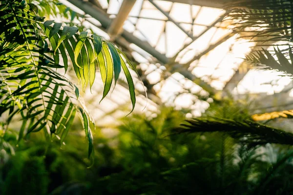 Rays Sun Palm Leaves Tropical Greenhouse Soft Focus Natural Sun — Stock Photo, Image