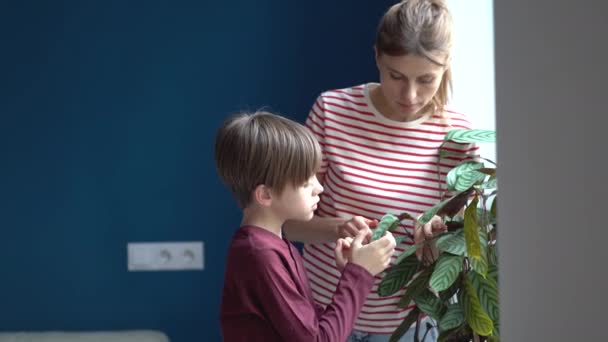 Mãe Jovem Ensinando Filho Miúdo Como Cuidar Plantas Flores Mãe — Vídeo de Stock