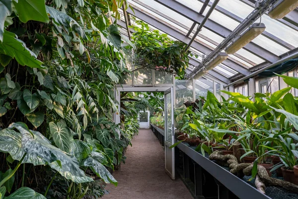 Szklarnia Tropikalnymi Roślinami Egzotyczne Liany Szklane Wnętrze Konserwatorium Kwiatowe Pomieszczeniach — Zdjęcie stockowe