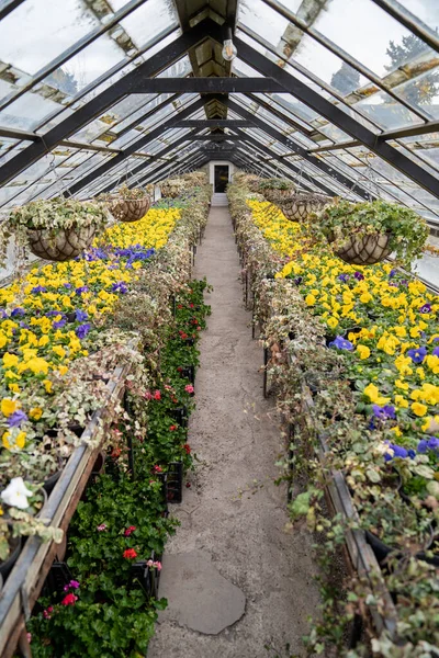 Régi Üvegház Árvácskákkal Virágokkal Növényekkel Üvegház Piszkos Üvegtetővel Sétaúttal Botanikus — Stock Fotó