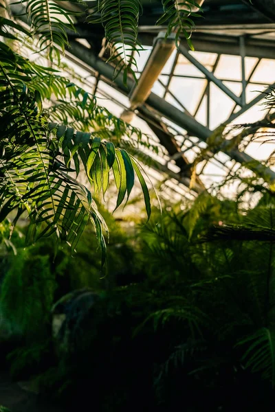 Rays of sun through palm leaves in tropical greenhouse, soft focus under natural sun light with colorful blurred background in glasshouse. Green plants in botanical garden indoor. Urban jungle.